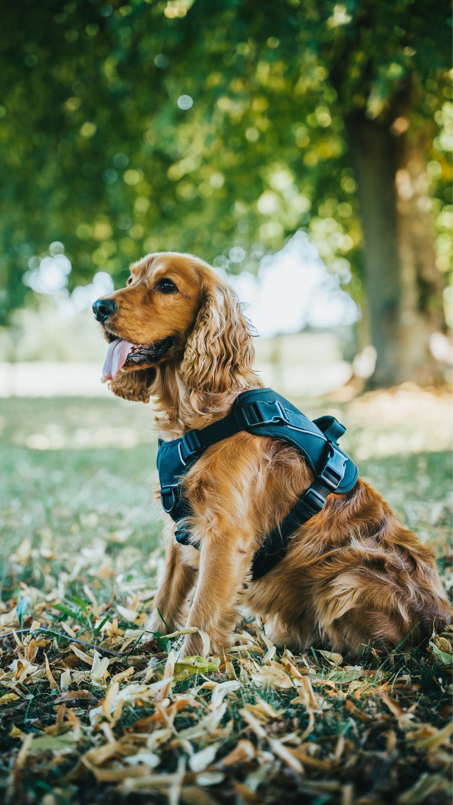 Hund Davie mit Hundegeschirr - robust & bequem, schwarz