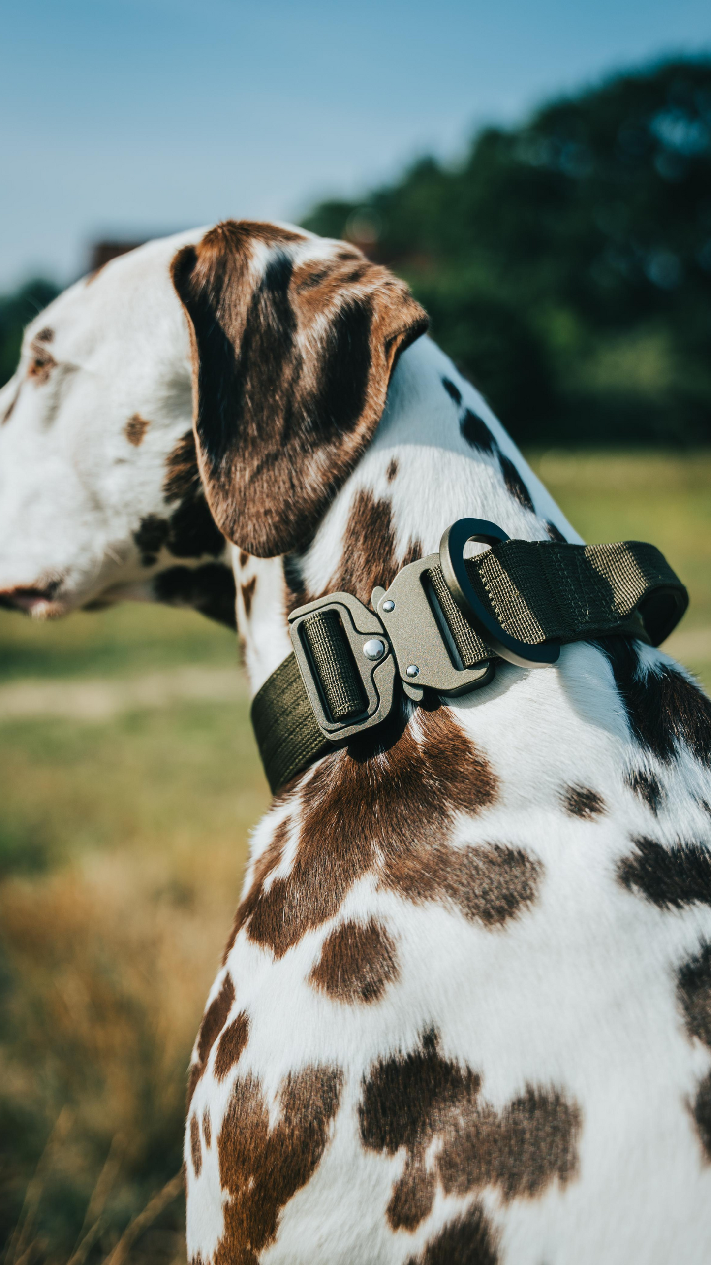 Hund Albert mit Outdoor Halsband für Hunde Grün