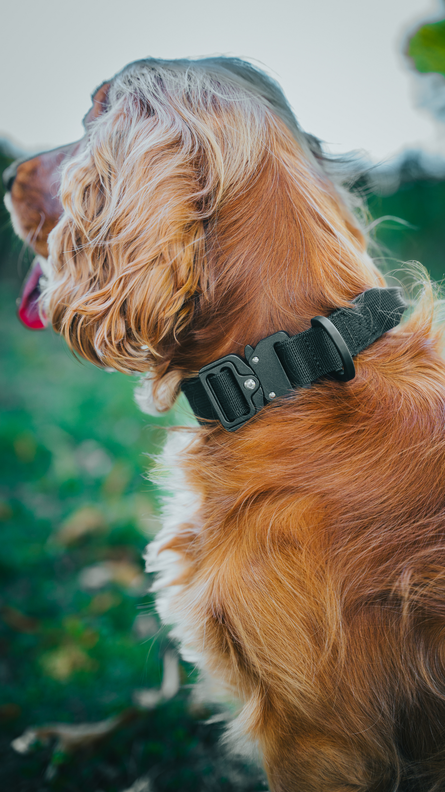 Hund Davie mit Outdoor Halsband für Hunde Schwarz
