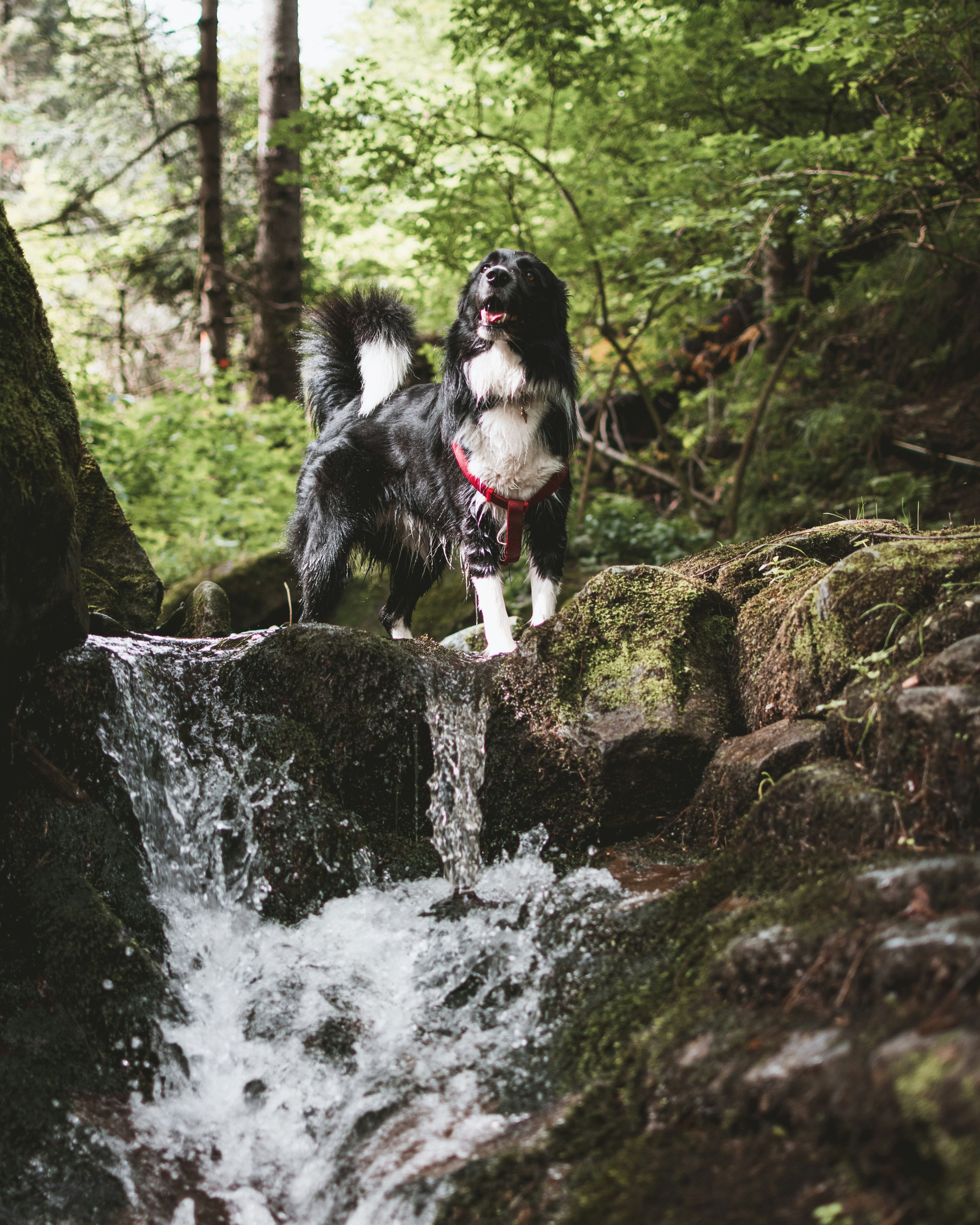 Hund in den Bergen bei einem Outdoor-Abenteuer