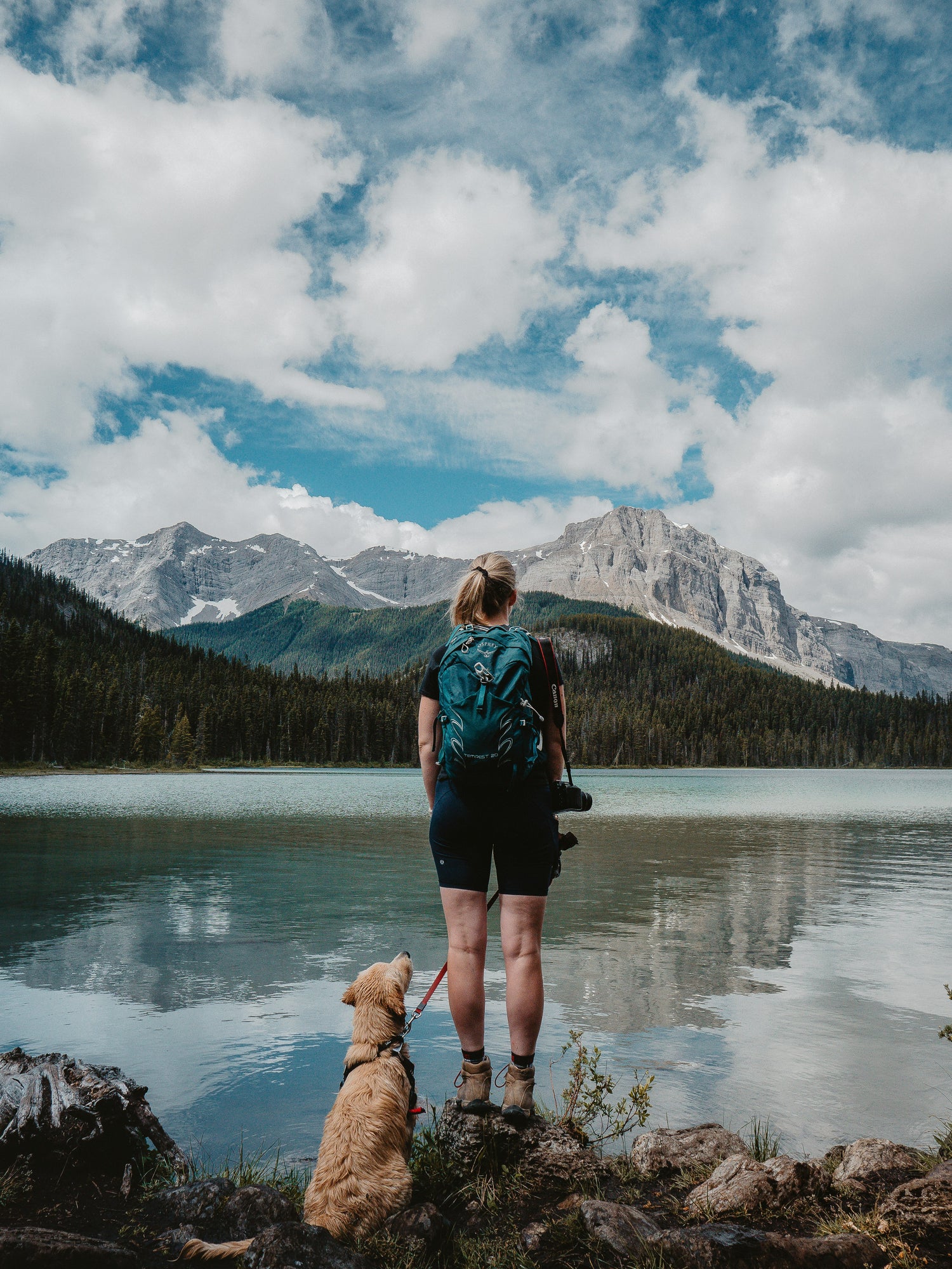 Hund genießt Natur und Abenteuer in den Bergen – Shiroventure