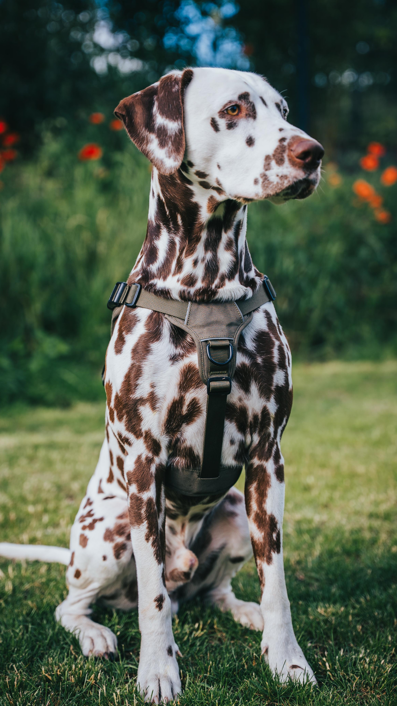 Hund Albert mit Hundegeschirr - robust & bequem, grün