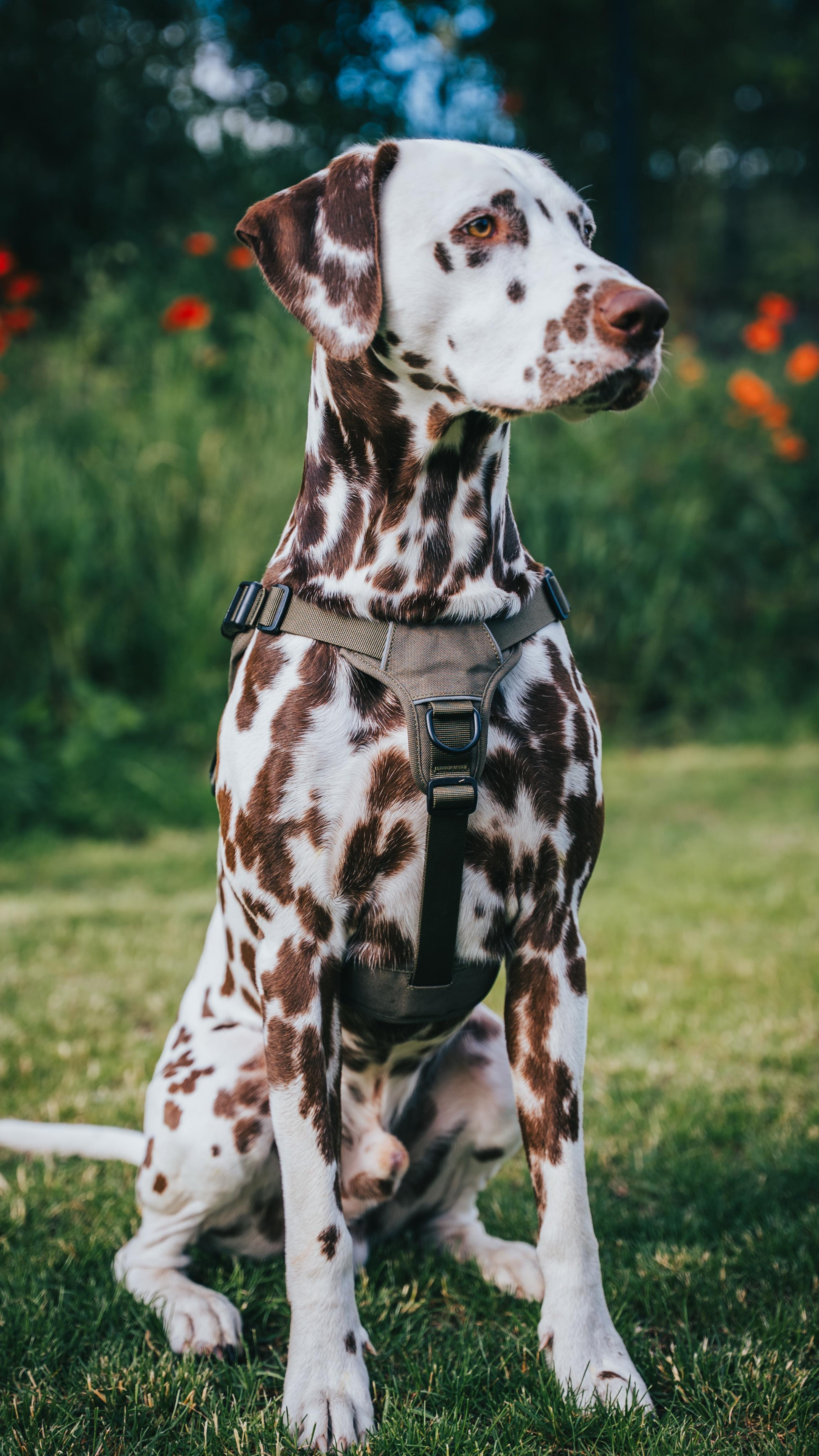 Hund Albert mit Hundegeschirr - robust & bequem, grün