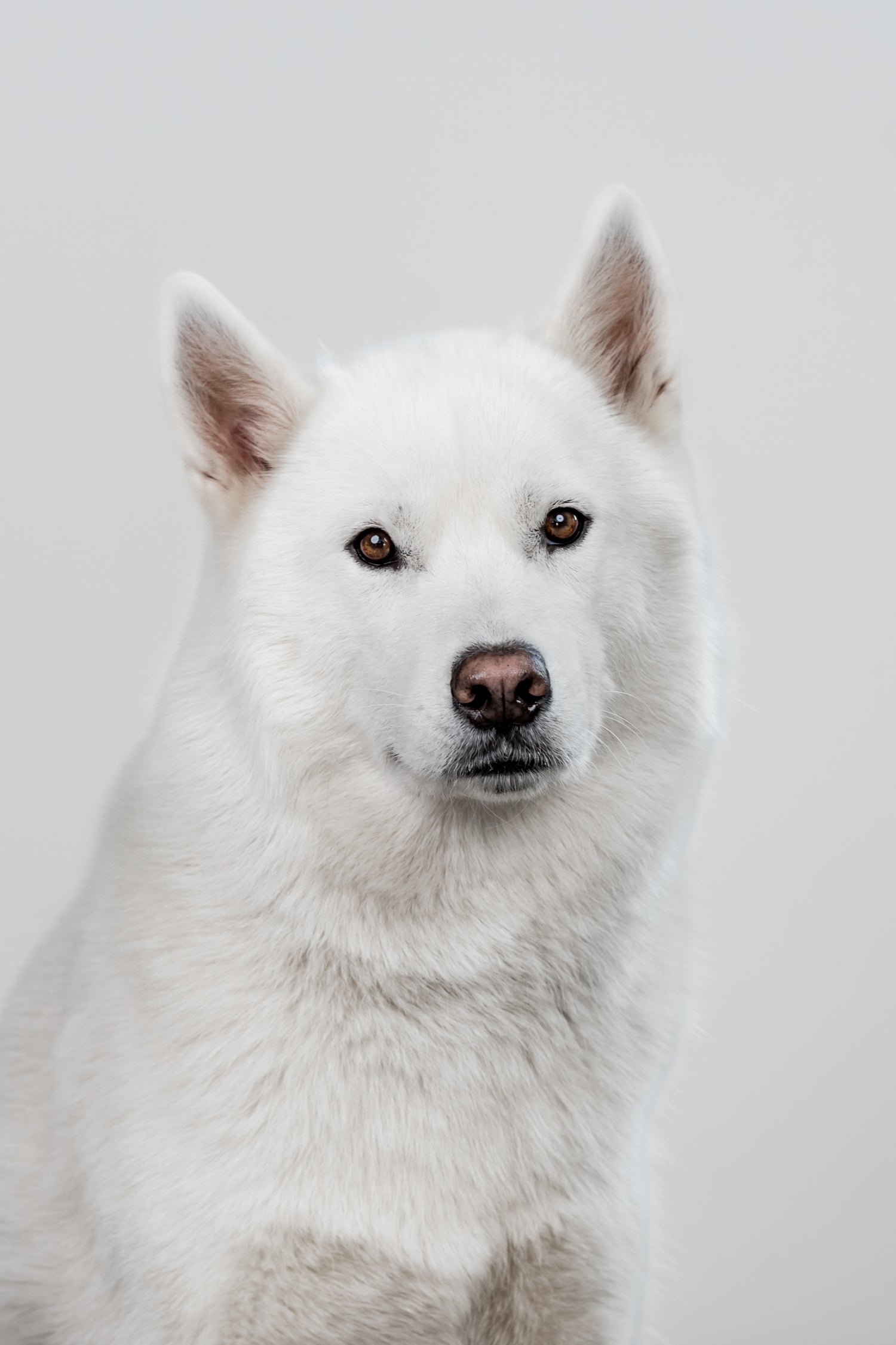 Porträt von Shiro, weißer Husky - Namensgeber von Shiroventure