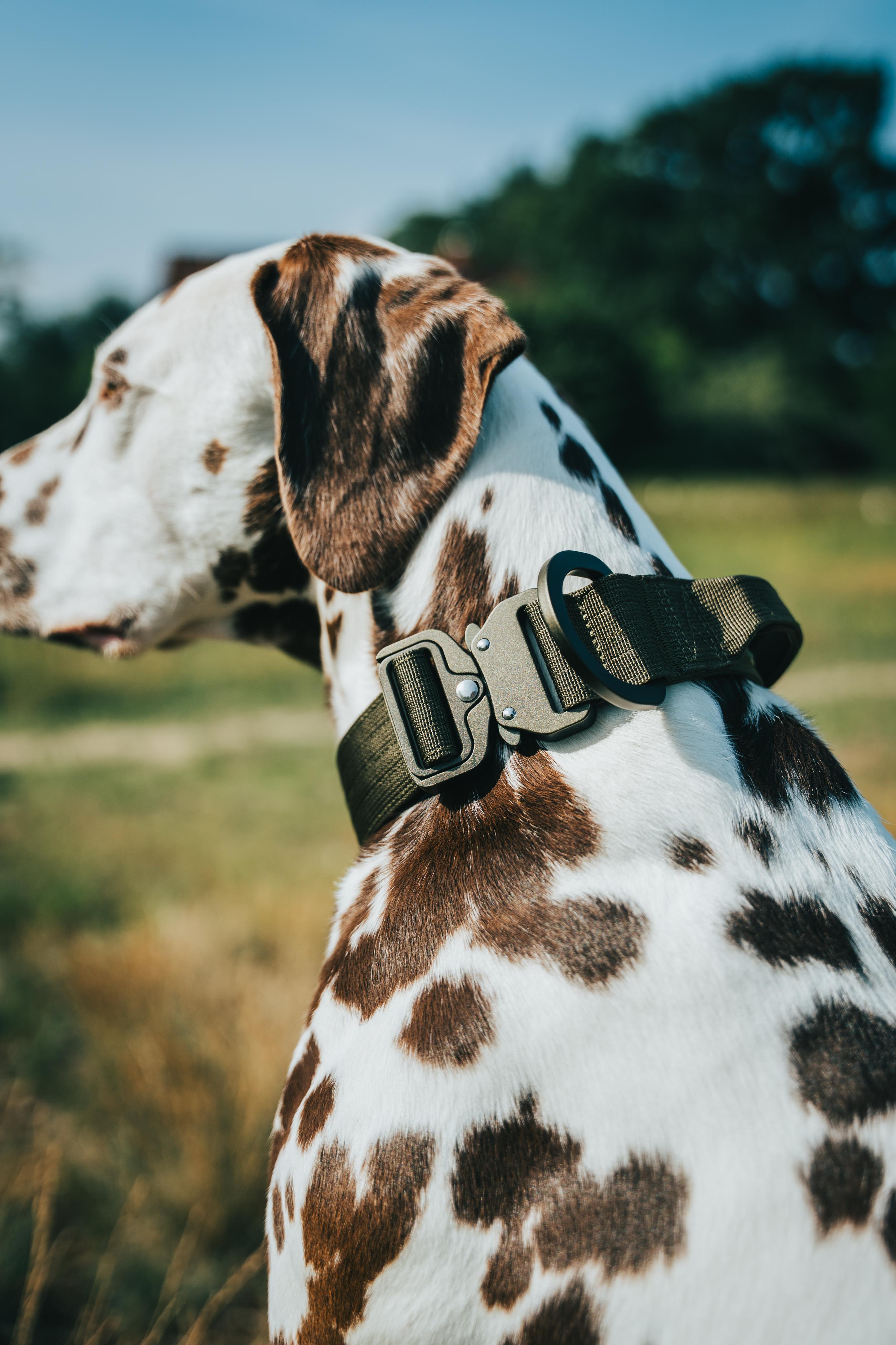 Hund Albert mit robustem Outdoor-Halsband - Shiroventure Hundezubehör
