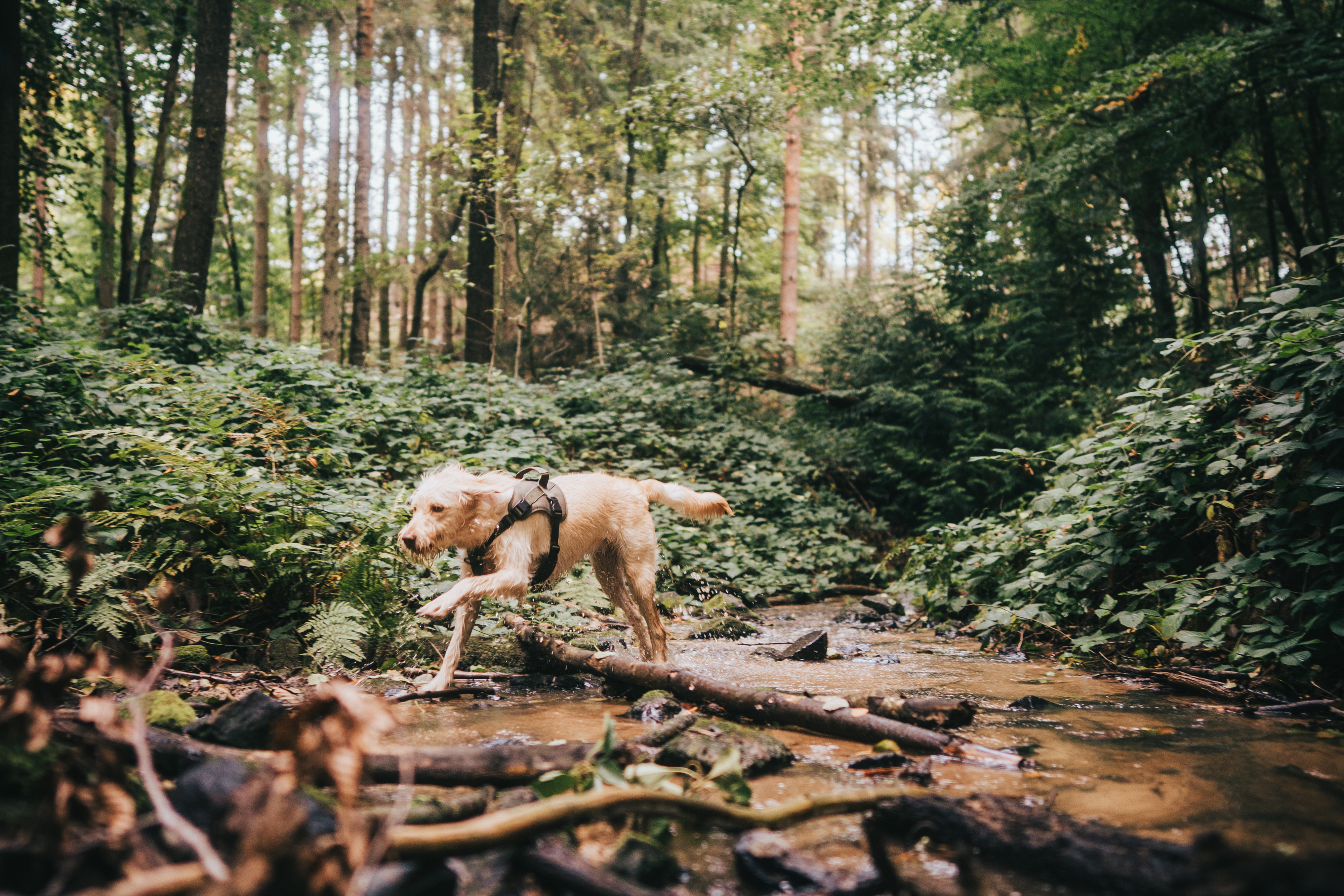 Husky mit robustem Outdoor Hundegeschirr von Shiroventure läuft im Wald im Fluss - natürliches & strapazierfähiges Hundezubehör für Abenteuer