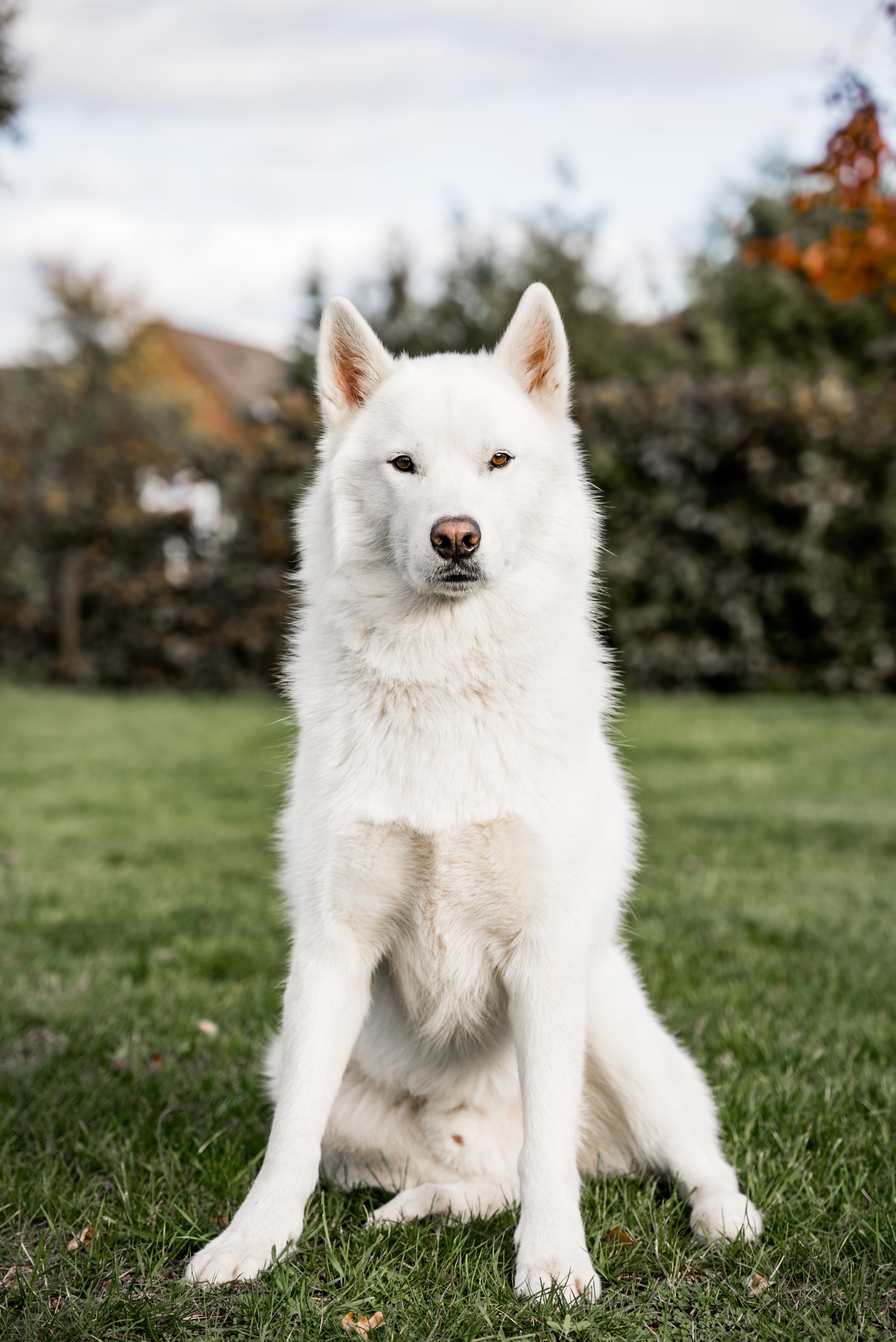 Shiro, weißer Husky - Namensgeber von Shiroventure Outdoor Hundezubehör